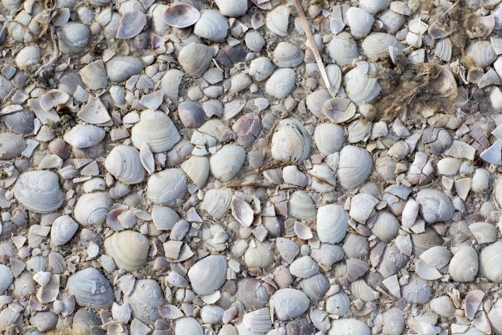 Shells on the ground at estuary - Australian Stock Image