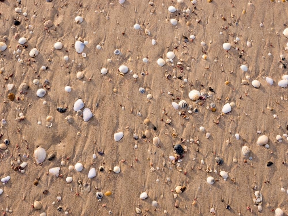 Image of Shells, pebbles and water rivulets in brown beach sand ...