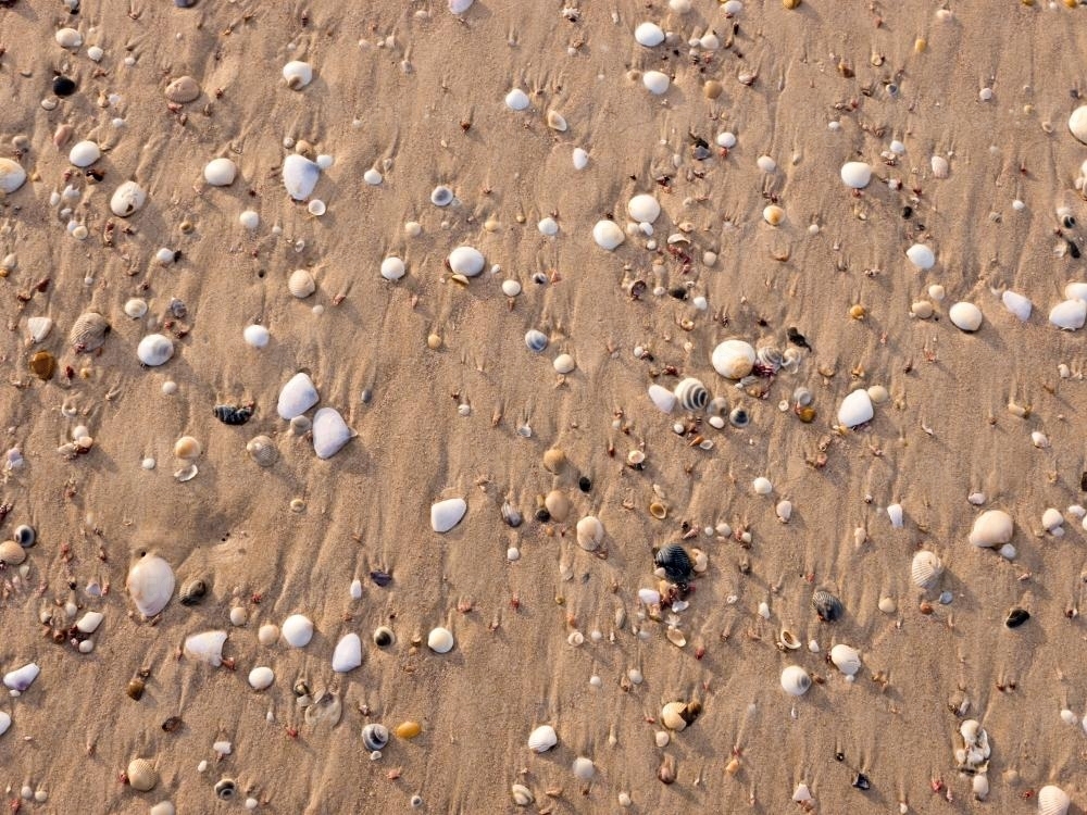 Shells, pebbles and water rivulets in brown beach sand - Australian Stock Image