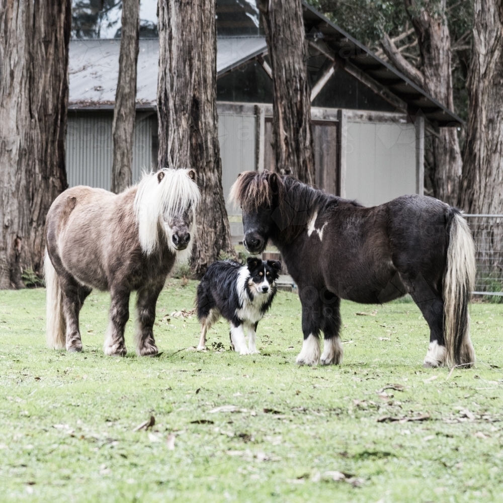 Shetland Ponies & Dog, on the farm - Australian Stock Image