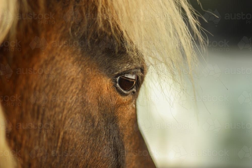 Shetland Pony face at the local show - Australian Stock Image