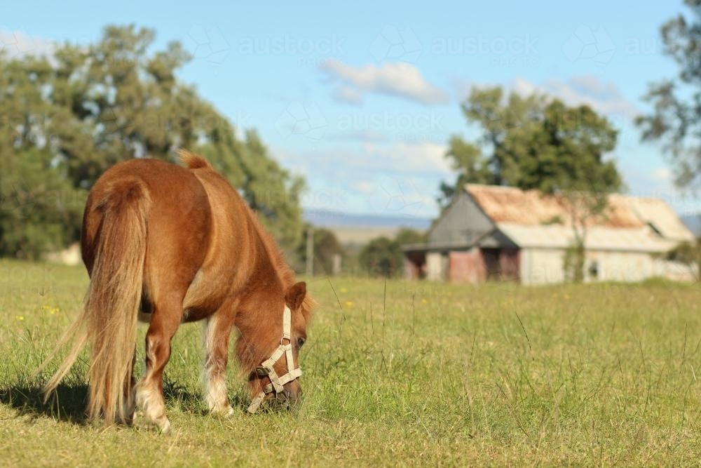 Shetland pony grazing in a paddock near an old shed - Australian Stock Image
