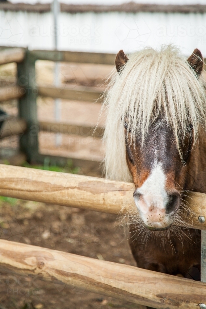 Shetland pony looking over the fence at the showground - Australian Stock Image