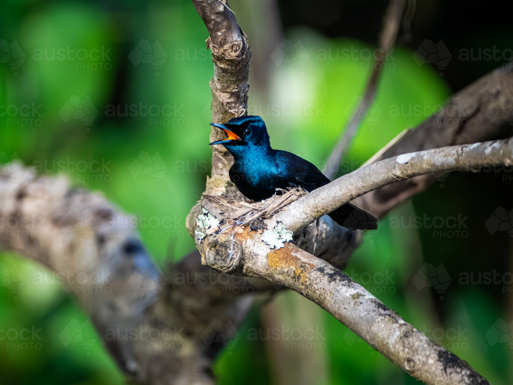 Shining Flycatcher bird in nest - Australian Stock Image