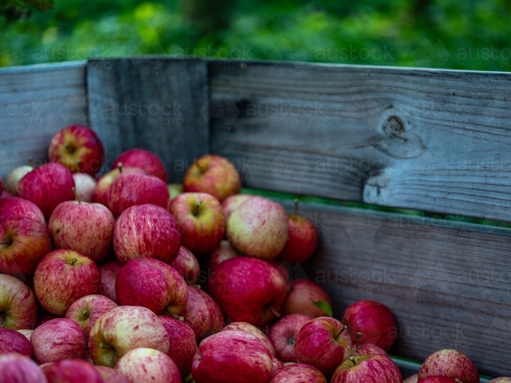 Shiny Red Apples in an wooden bin in the Orchard - Australian Stock Image