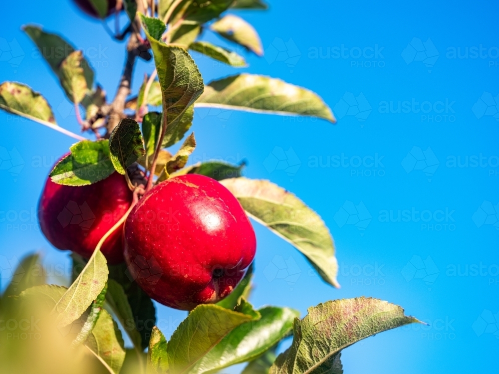 Shiny Red Apples on fruit tree in an Orchard on a sunny morning - Australian Stock Image