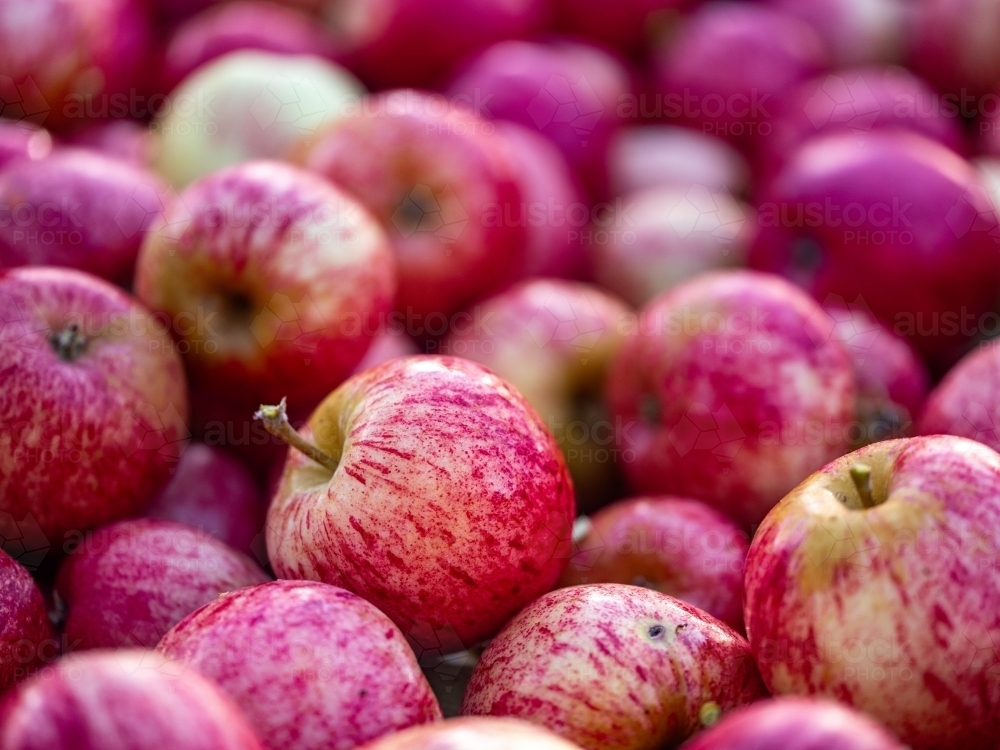 Shiny Red Apples piled up in a fruit bin - Australian Stock Image