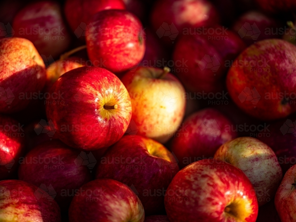 Shiny Red Apples piled up in a fruit bin - Australian Stock Image