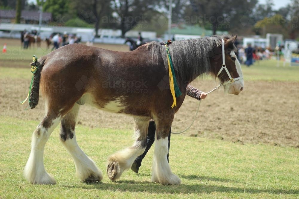 Shire horse being lead around the showring at Singleton agricultural show - Australian Stock Image