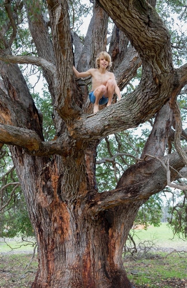 Shirtless young kid climbing up in a gum tree - Australian Stock Image