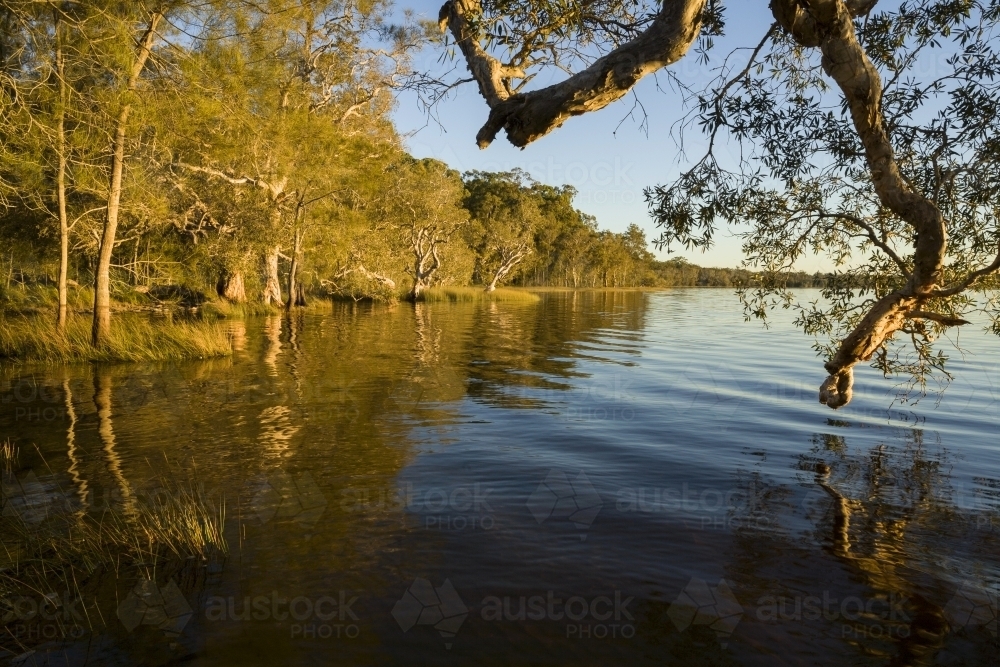 Shoreline of coastal lake with paperbark trees, ripples and sunset light - Australian Stock Image