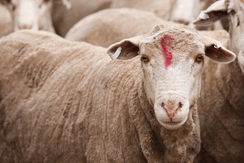 Shorn ewe in a pen on a farm with a red mark on her face - Australian Stock Image