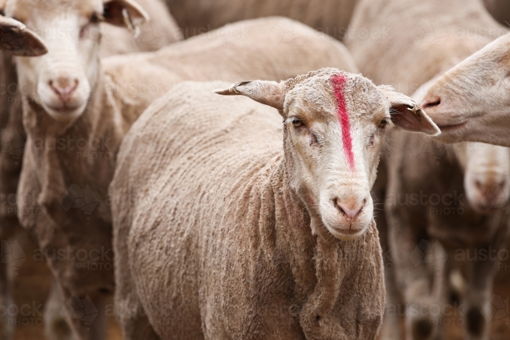 Shorn ewe on a farm with a red mark on her nose - Australian Stock Image