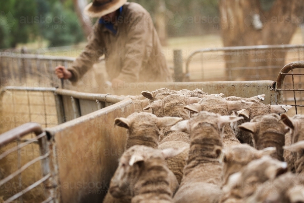 Shorn ewes being drafted (sorted) on farm - Australian Stock Image