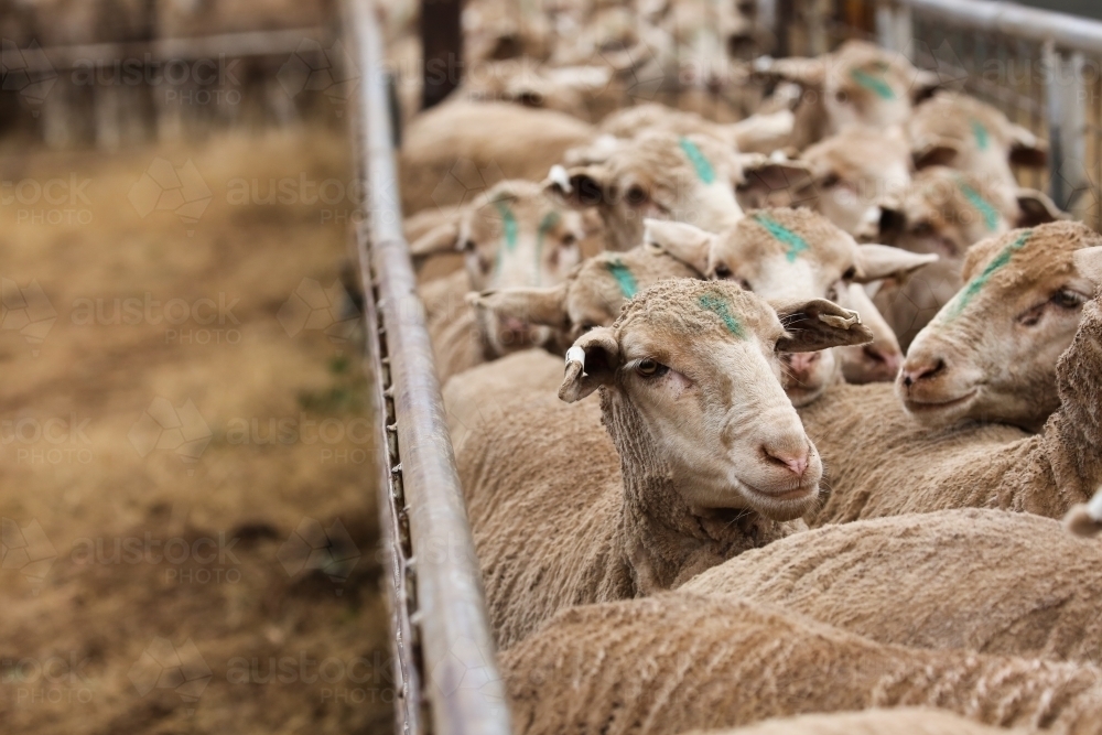 Shorn ewes in a pen on a farm - Australian Stock Image