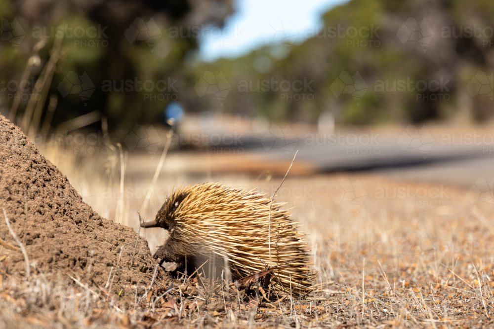 Short-beaked Echidna Foraging and Digging at Dirt Mound, Kangaroo Island - Australian Stock Image