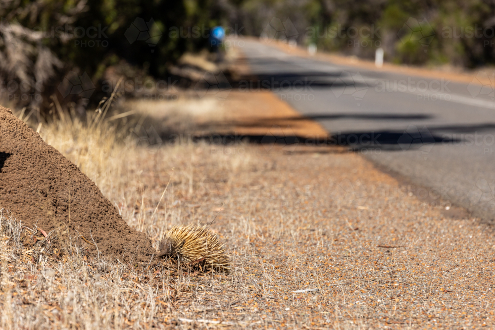 Short-beaked Echidna Foraging at Anthill Beside Road on Kangaroo Island - Australian Stock Image