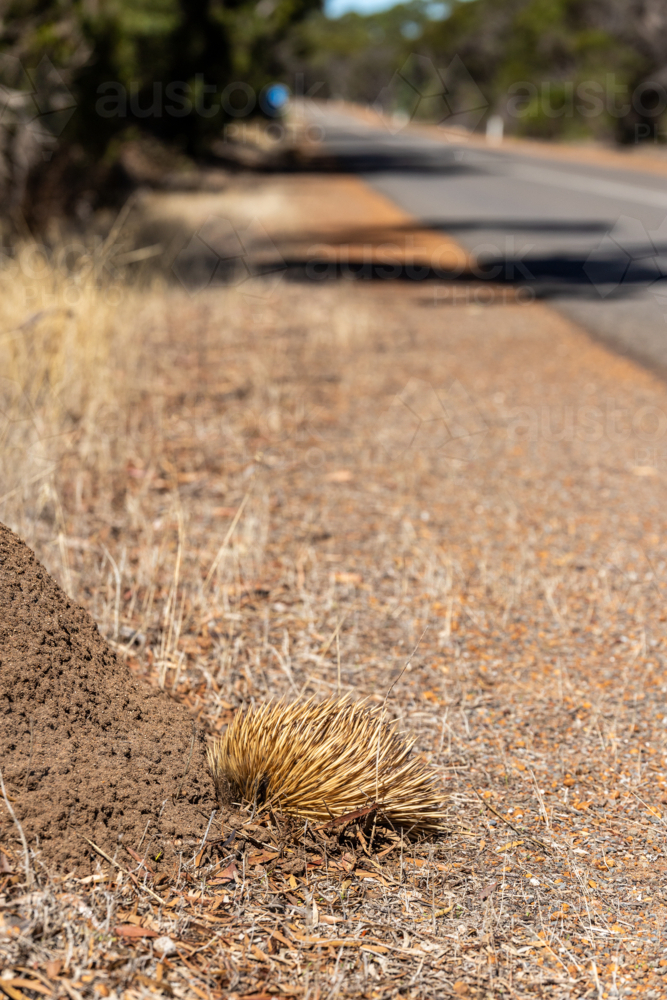 Short-beaked Echidna Foraging at Dirt Mound Beside Road on Kangaroo Island - Australian Stock Image