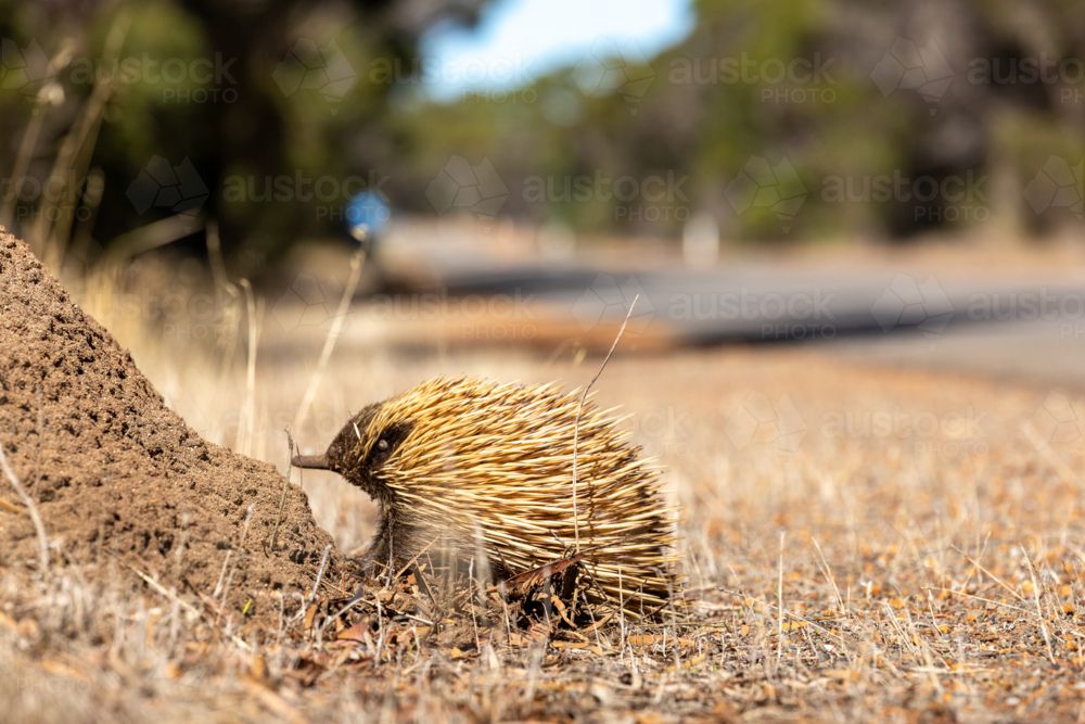 Short-beaked Echidna Foraging at Dirt Mound with Long Snout, Kangaroo Island - Australian Stock Image