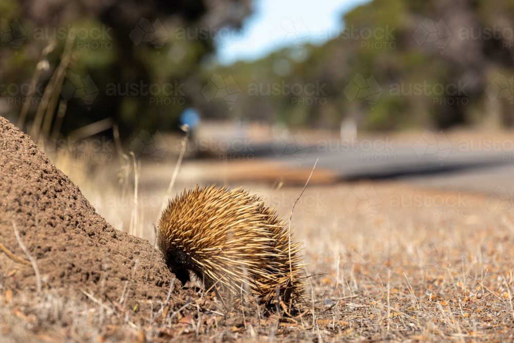 Short-beaked Echidna Foraging Beside Dirt Mound on Kangaroo Island - Australian Stock Image