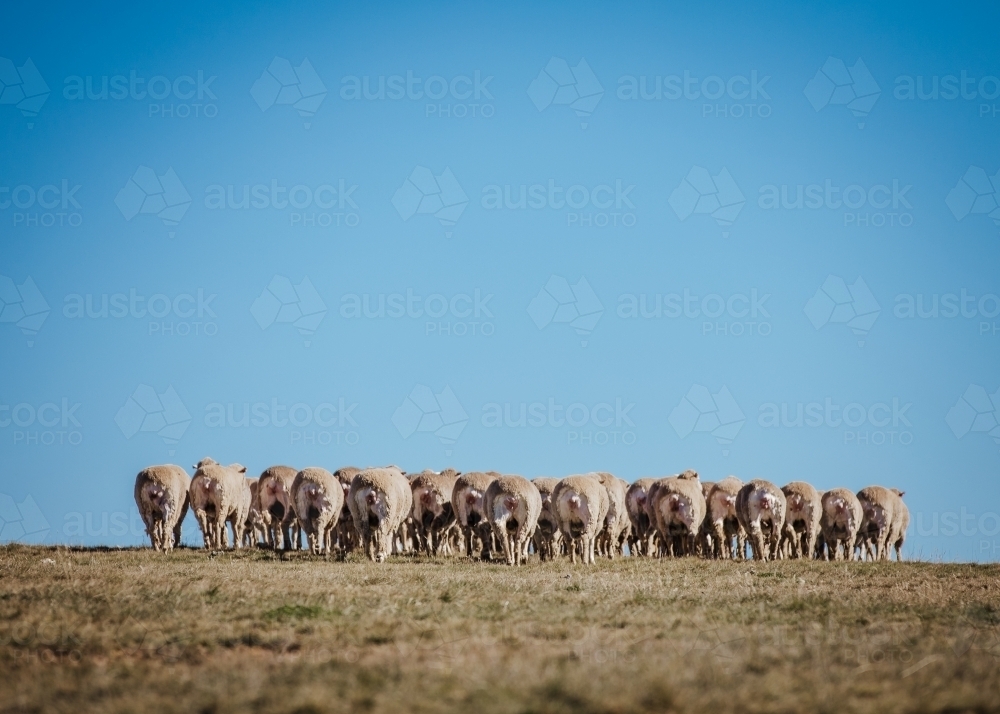Shot behind flock of sheep grouped together - Australian Stock Image