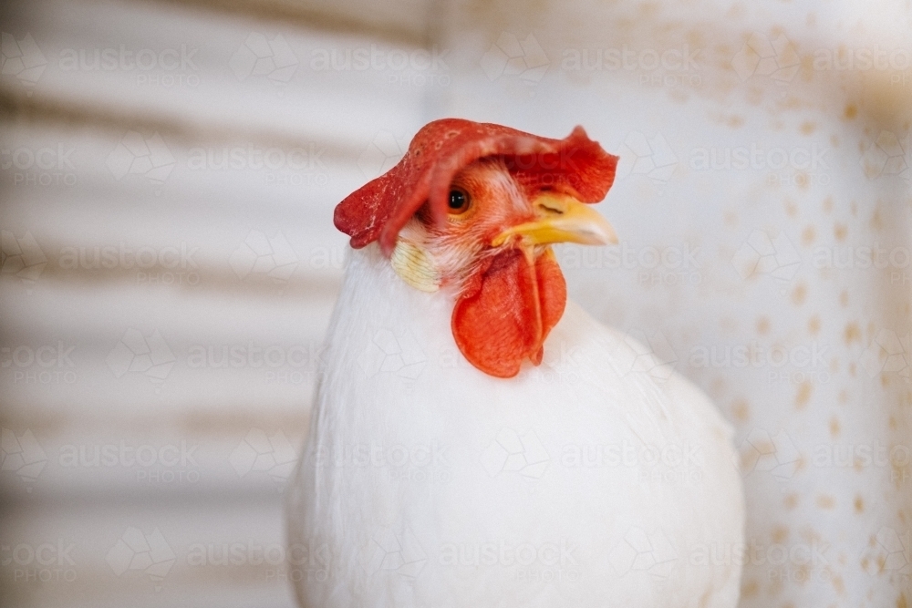 Image of Show Chook at country show Austockphoto