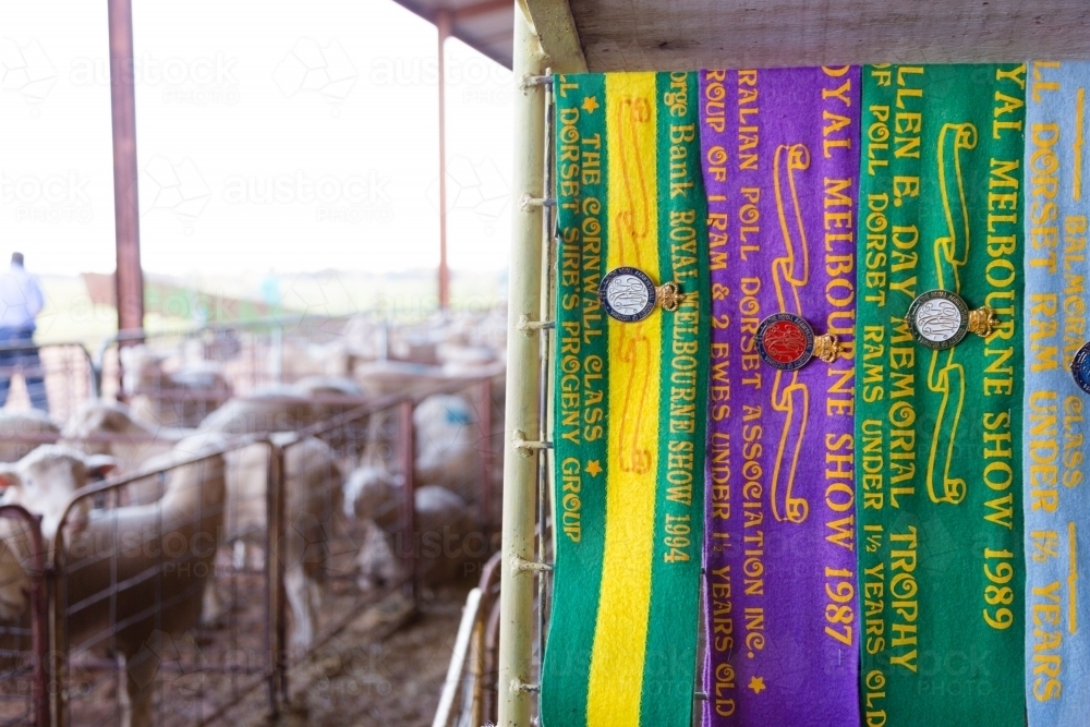 Show ribbons hanging next to a pen of poll dorset rams and sheep - Australian Stock Image