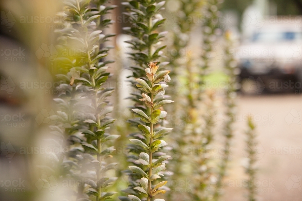 Shrub at Moonan Flat NSW - Australian Stock Image