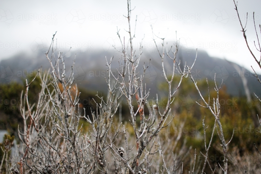 Shrubs and trees, Tasmania - Australian Stock Image