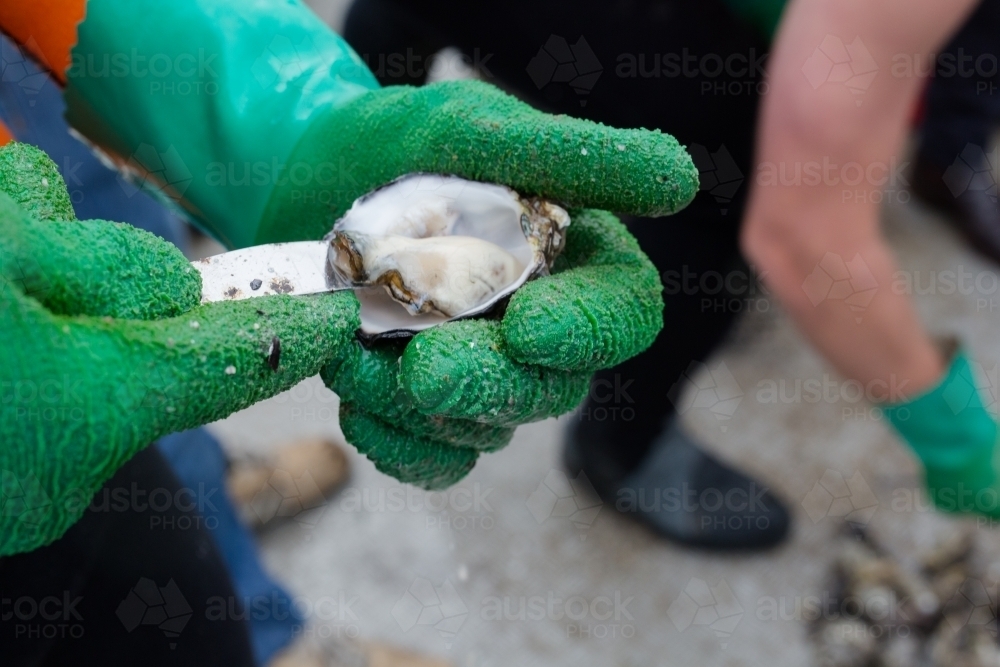 Shucking a fresh oyster on an oyster boat - Australian Stock Image