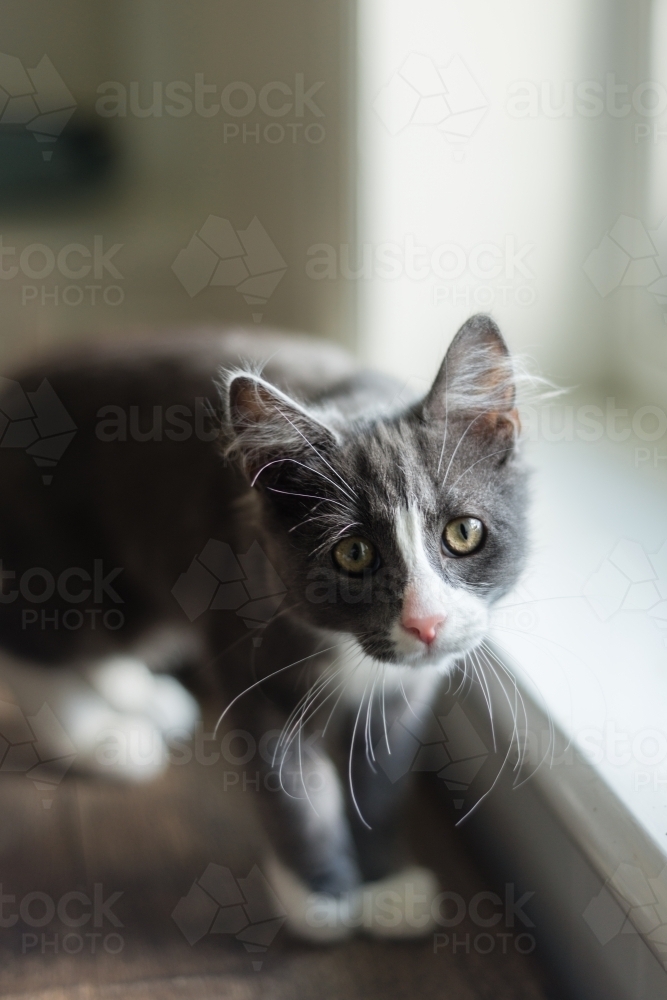shy grey kitten looking at camera - Australian Stock Image