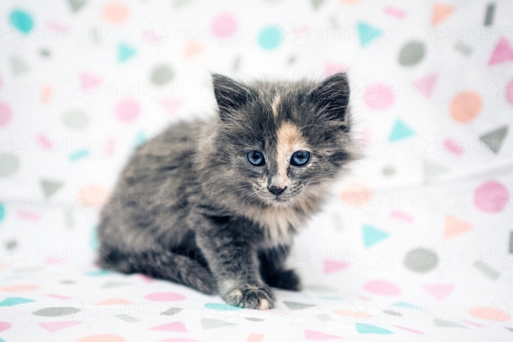 Shy kitten against a white with colour shapes background. - Australian Stock Image