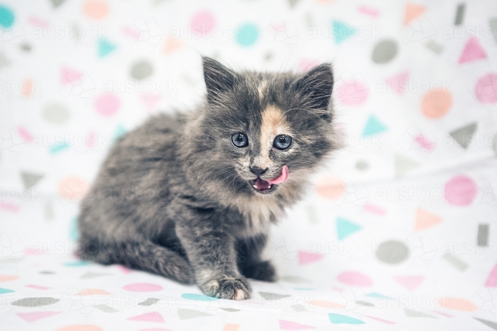 Shy tabby kitten against coloured speckled background. - Australian Stock Image