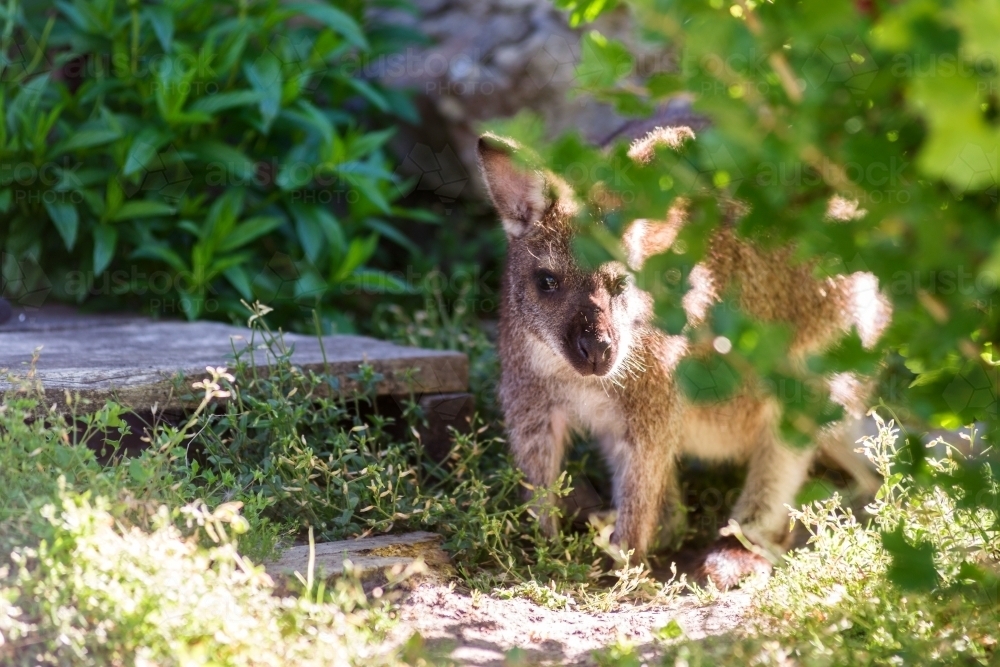 shy wallaby behind a bush - Australian Stock Image