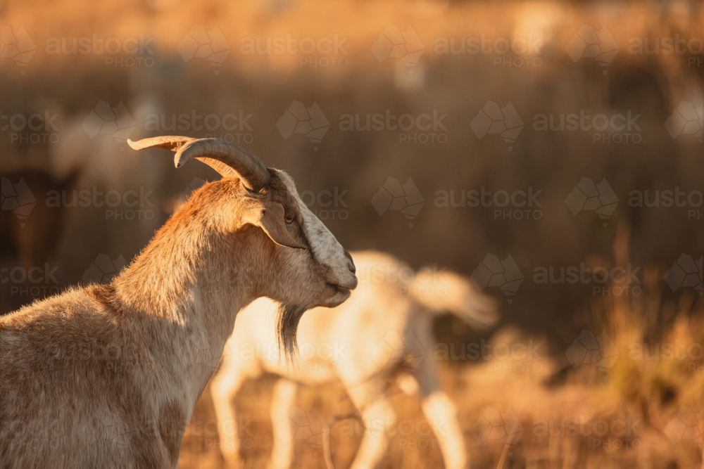 Side on profile of horned goat in golden afternoon light with brown copy space - Australian Stock Image