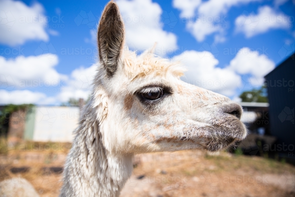 side on profile portrait of an alpaca with blue sky behind - Australian Stock Image