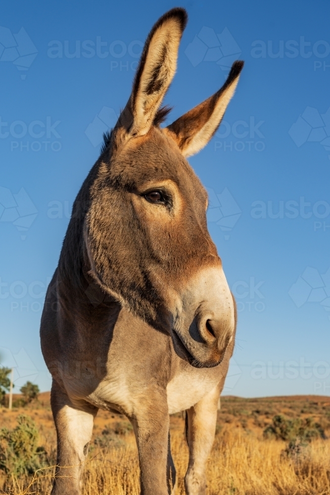 Side on view of a donkey's head with big ears against a blue sky - Australian Stock Image