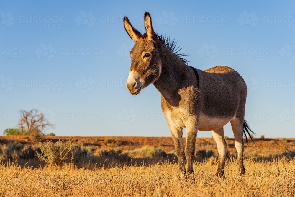 Side on view of a wild donkey in a arid landscape with a clear blue sky behind - Australian Stock Image
