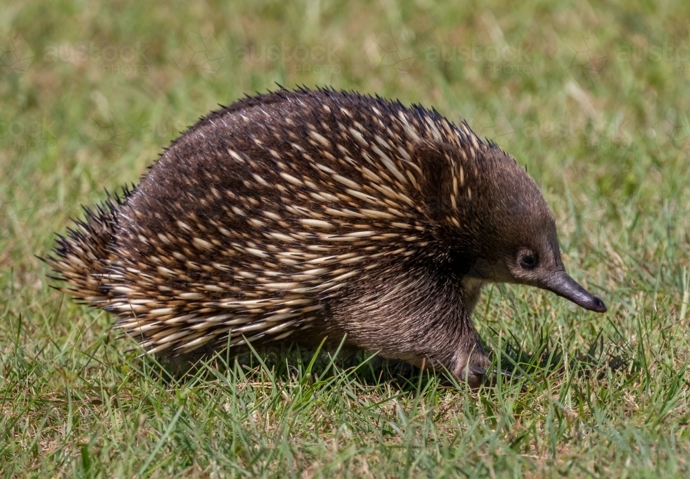 Side on view of echidna walking across grass - Australian Stock Image