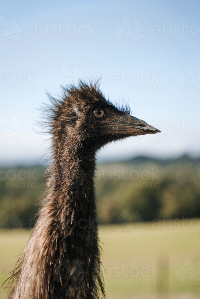Side profile of an emu head under the sun. - Australian Stock Image