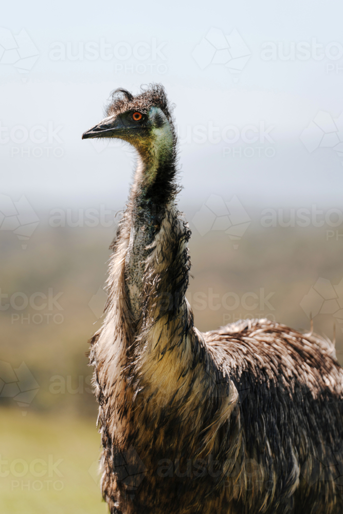 Side profile of an emu head with an intense orange eyes under the sun. - Australian Stock Image