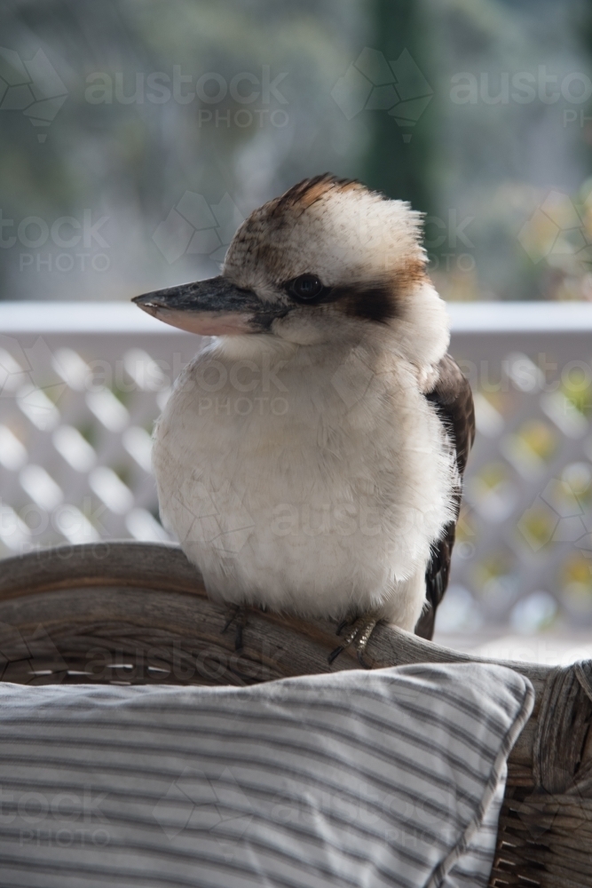 side view of a fluffy kookaburra perched on the back of a chair - Australian Stock Image