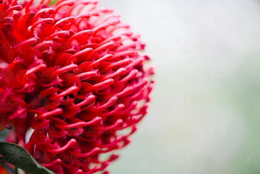 Side view of a Waratah flower - Australian Stock Image
