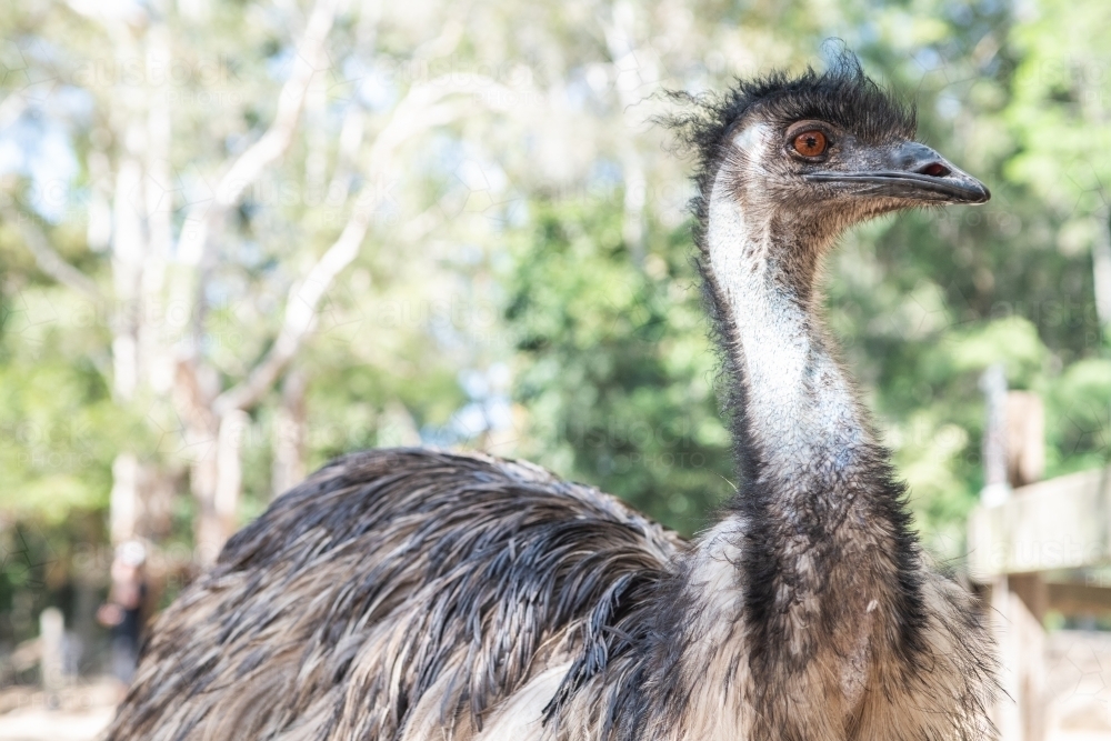 Side view of emu in the outdoors - Australian Stock Image