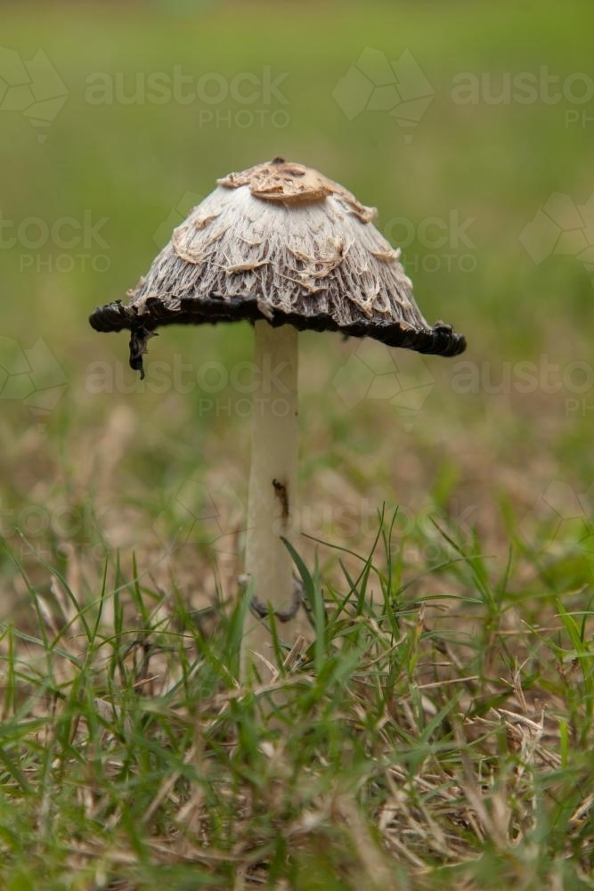 Side view of large fungi growing on the lawn in the afternoon - Australian Stock Image