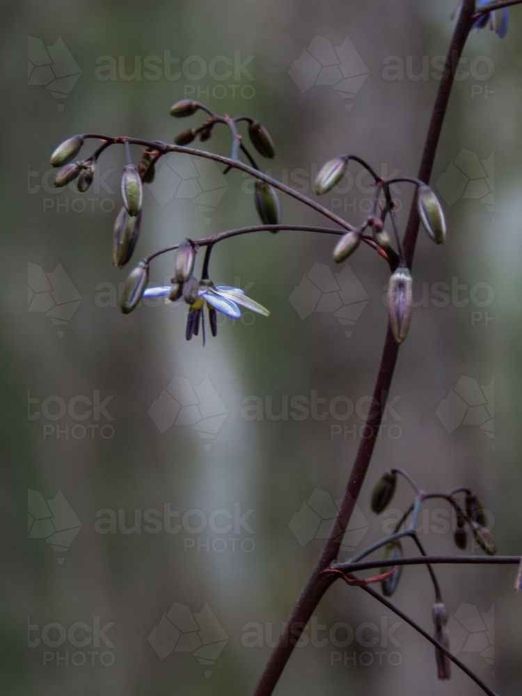 SIde view of native blue lily - Australian Stock Image