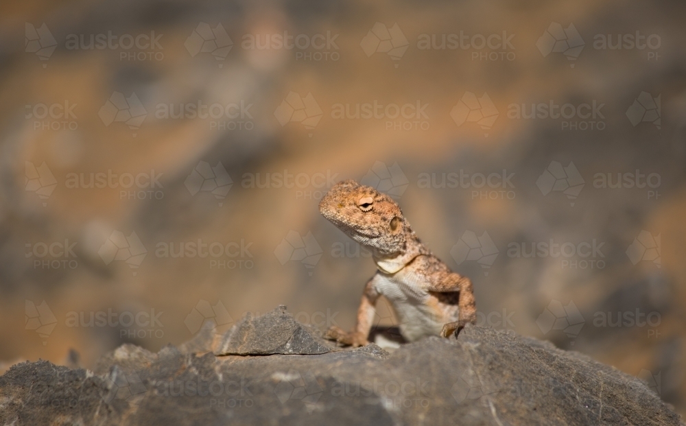 Side view of orange dragon lizard torso, small in frame - Australian Stock Image