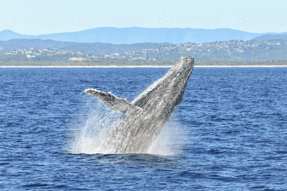 Side view of whale breaching in the Gold Coast coastline - Australian Stock Image