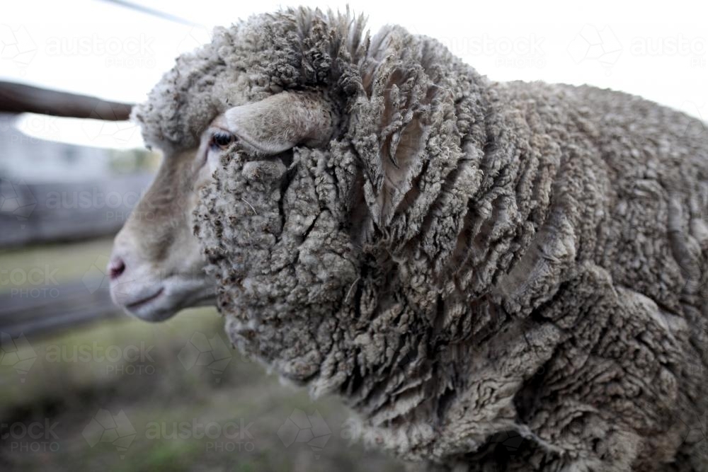 Side view of wooly sheep's head - Australian Stock Image