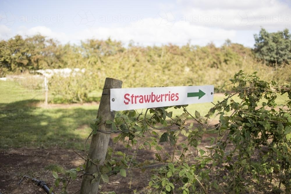 Sign for Strawberries - Australian Stock Image